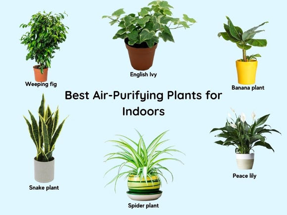 Air Purifying Plants