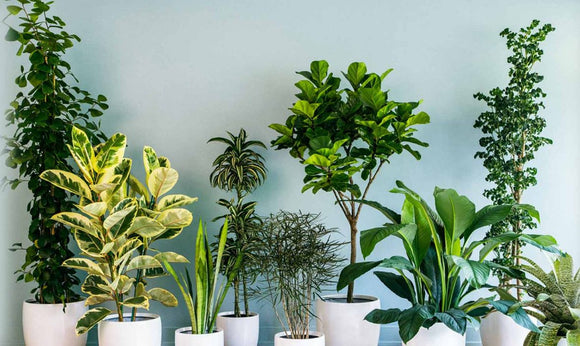 Indoor Plants