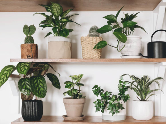 Top Selling Plants