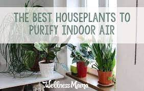 Wellness Plants
