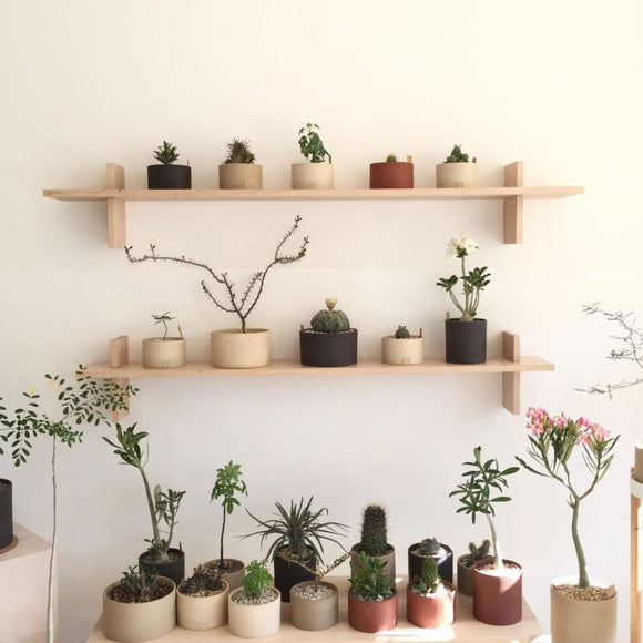 Plants Collections