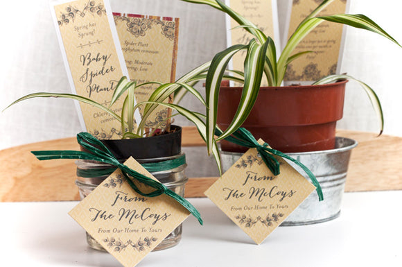 Plant Gifts