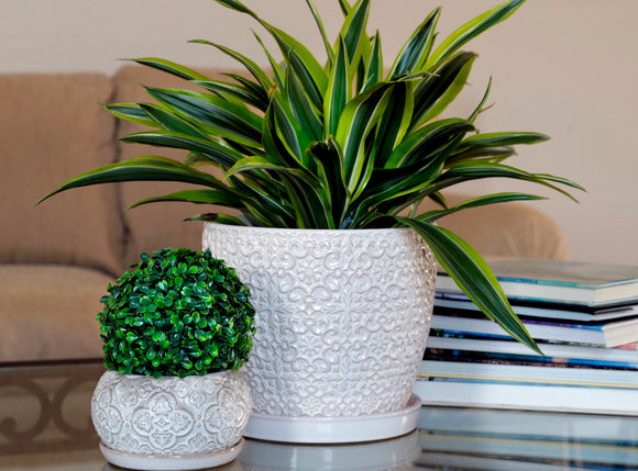 Winter Indoor Plants for Wellness