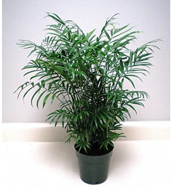 Glamaours Chamaedorea Elegans 15 Seeds Air Purification House Plant