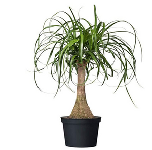 AMERICAN PLANT EXCHANGE Ponytail Palm Xtra Large Live Plant, 6" 1 Gallon, Indoor/Outdoor Air Purifier