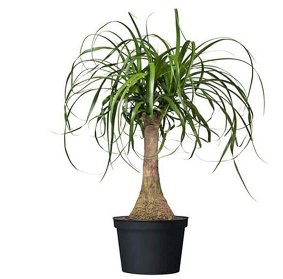 AMERICAN PLANT EXCHANGE Ponytail Palm Xtra Large Live Plant, 6