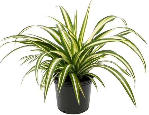 AMERICAN PLANT EXCHANGE Spider Plant Easy Care Live, 6