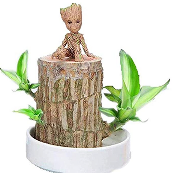 Brazilian Lucky Wood Hydroponic Potted Plant Stump Air Purifying Plants Indoor Lucky Wood Office Desktop Decoration