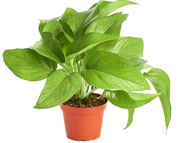 Shop Succulents | Vining Collection | Hand Selected, Air Purifying Easy Care Live Indoor/Outdoor Pothos Devil's Ivy House Plant in 4