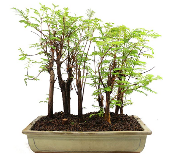 10Pcs Dawn Redwood Bonsai Indoor Plant Ornamental Plant