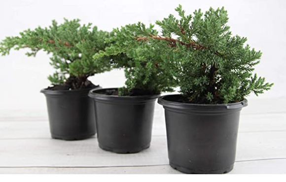 Juniper Pre-Bonsai, Live Bonsai Starter Tree